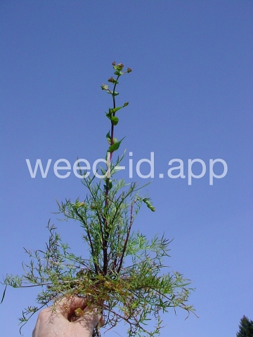 pepperweed, clasping